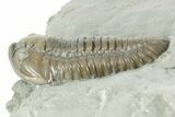 Prone Flexicalymene Trilobite - Mt Orab, Ohio #380343-1